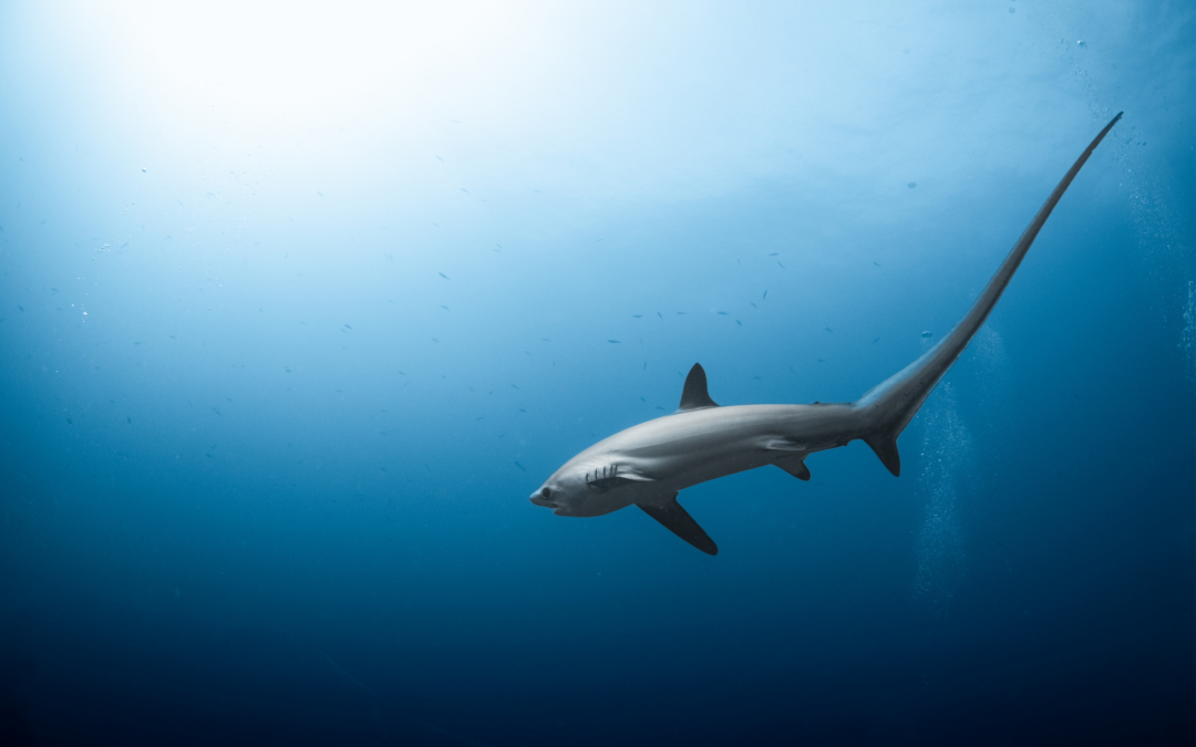 Malapascua Island, Philippines
